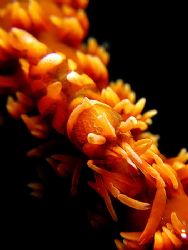 Whipping Shrimp! Taken In Redang, Malaysia With Canon S80. by Ed Eng 